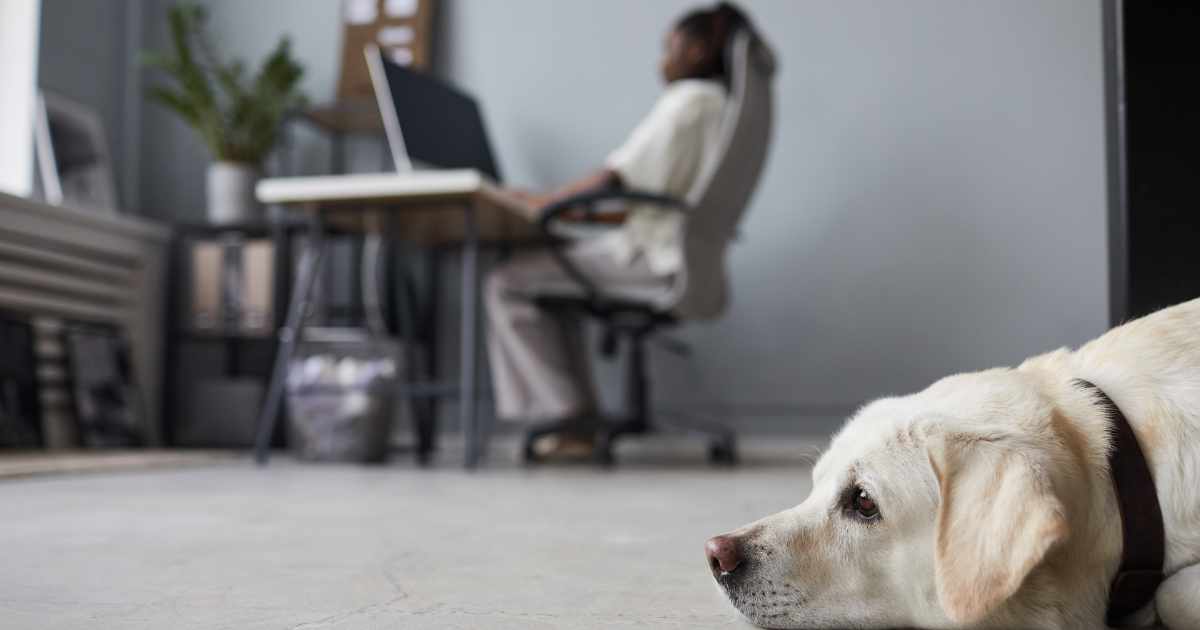 Office dog